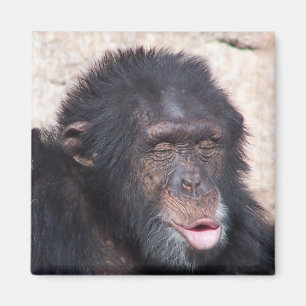 Imã cara engraçada do ooo do ooo do ooo