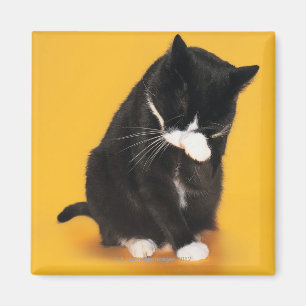 Imã Cara preto e branco da limpeza do gato com pata