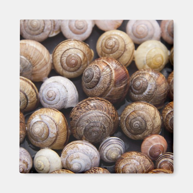 Imã Caracóis (Frente)