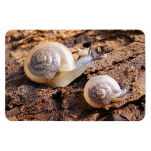 Ímã Caracóis de bebê