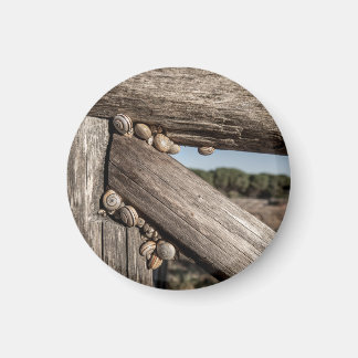 Imã Caracóis-jardim brancos (Theba pisana) estivando