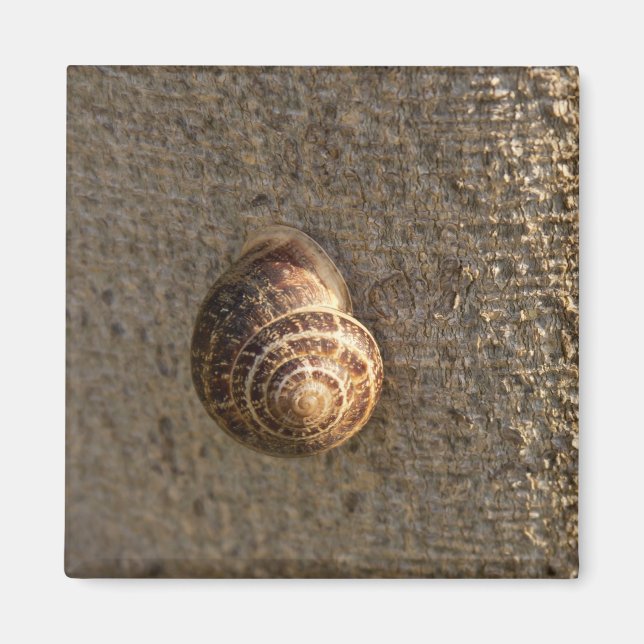 Imã Caracol (Frente)