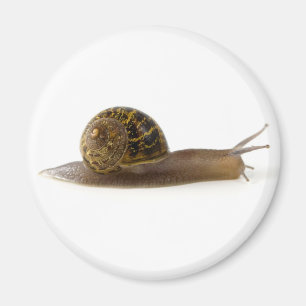 Imã caracol