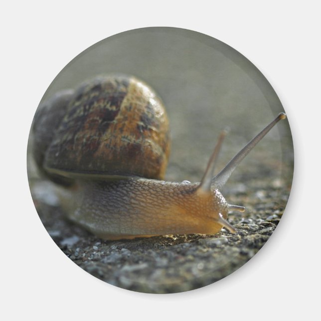 Imã Caracol 1 (Frente)