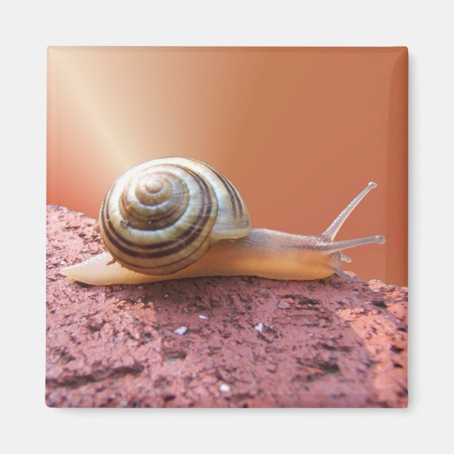 Imã Caracol ~ imnet (Frente)
