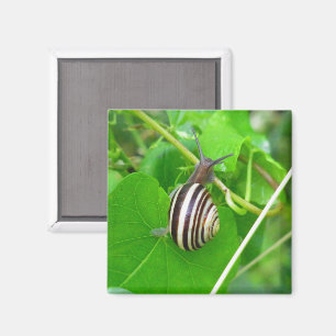 Imã Caracol-terra riscado num ímã folha