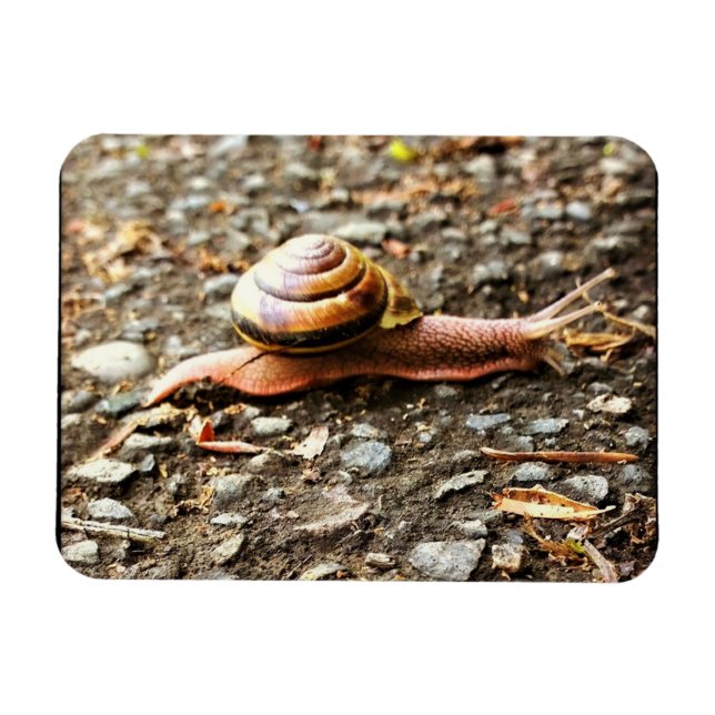 Ímã Caracol Vermelho no chão (Horizontal)