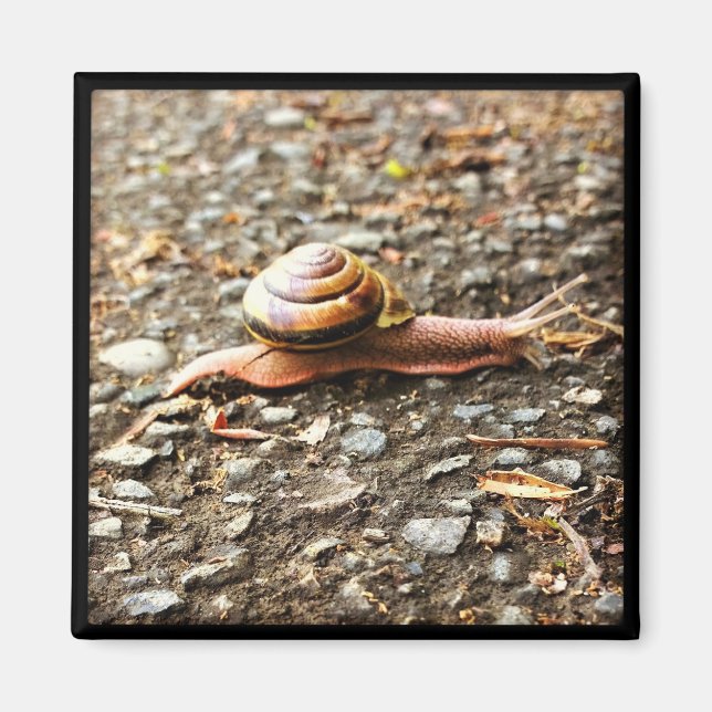 Imã Caracol Vermelho no chão (Frente)