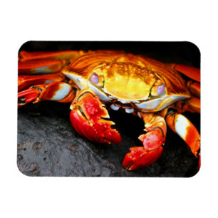 Ímã Caranguejo de Galápagos