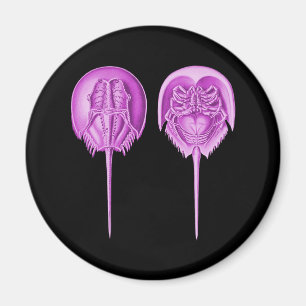 Imã Caranguejo em ferradura