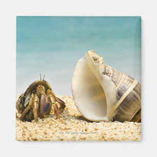 Imã Caranguejo-eremita olhando para uma carapaça maior