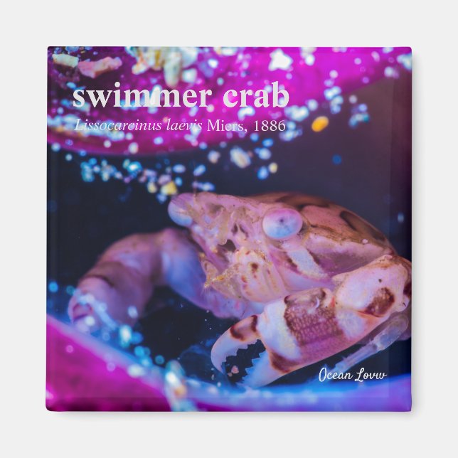 Imã Caranguejo-Nadador (Lissocarcinus laevis Miers, 18 (Frente)