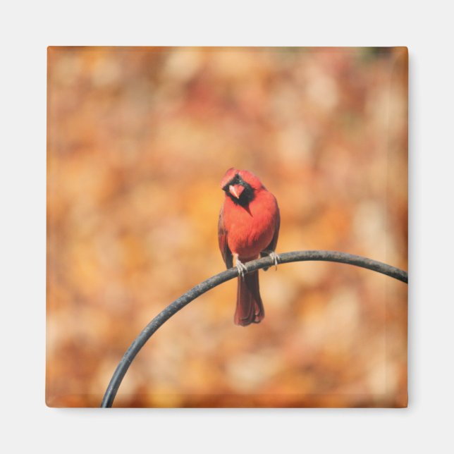 Imã Cardeal 2765 (Frente)