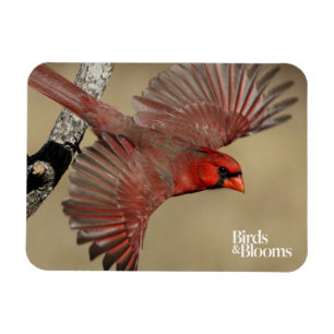 Ímã Cardeal do norte em vôo