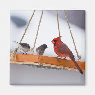 Imã Cardeal e Juncos