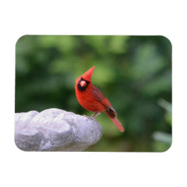 Ímã Cardeal Em Magneta De Banho-De-Nascimento