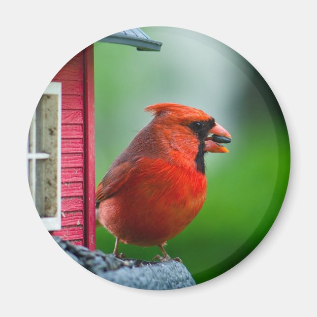 Imã cardeal masculino no alimentador na Primavera (Frente)