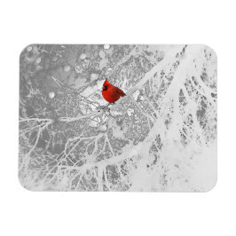 Ímã Cardeal no inverno