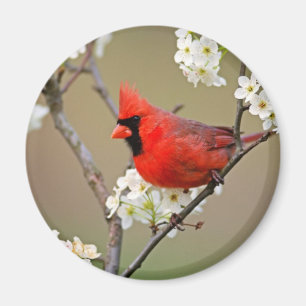 Imã Cardeal vermelho