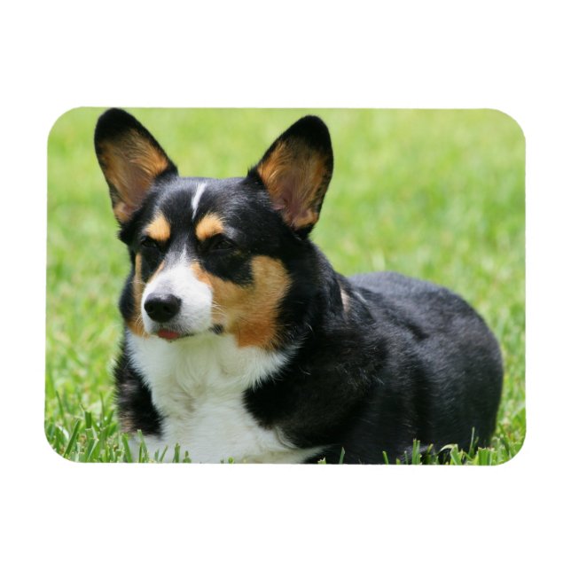 Ímã Cardigan Welsh Corgi (Horizontal)