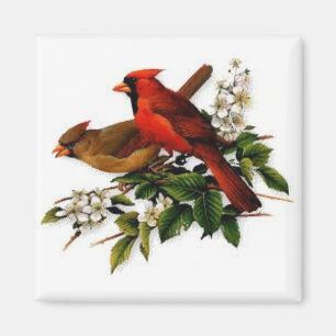 Imã Cardinais em um ímã quadrado