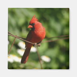 Imã Cardinal