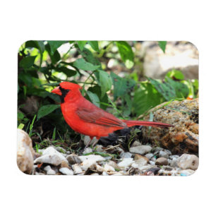 Ímã Cardinal