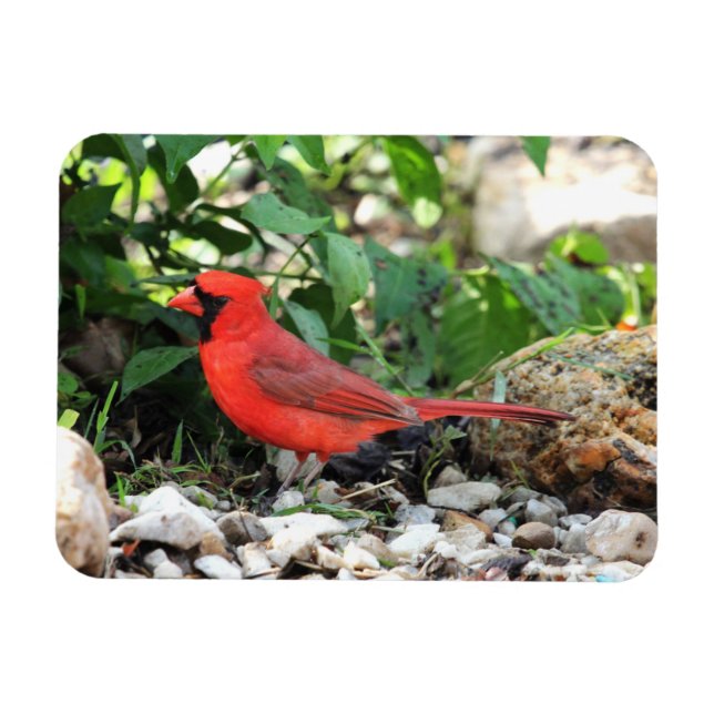 Ímã Cardinal (Horizontal)