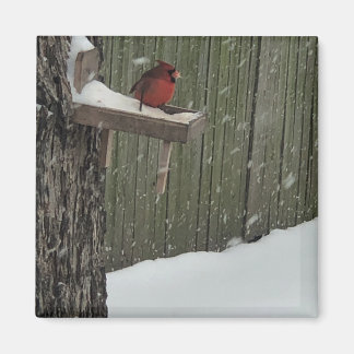 Imã Cardinal 