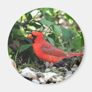 Imã Cardinal