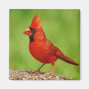 Imã Cardinal