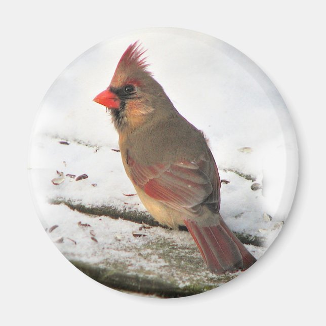 Imã Cardinal Bird Magnet (Frente)