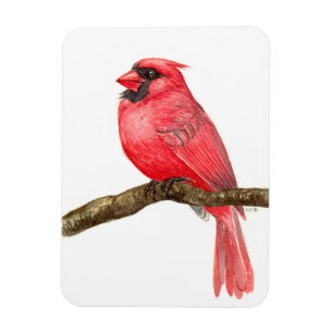 Ímã Cardinal bird watercolor