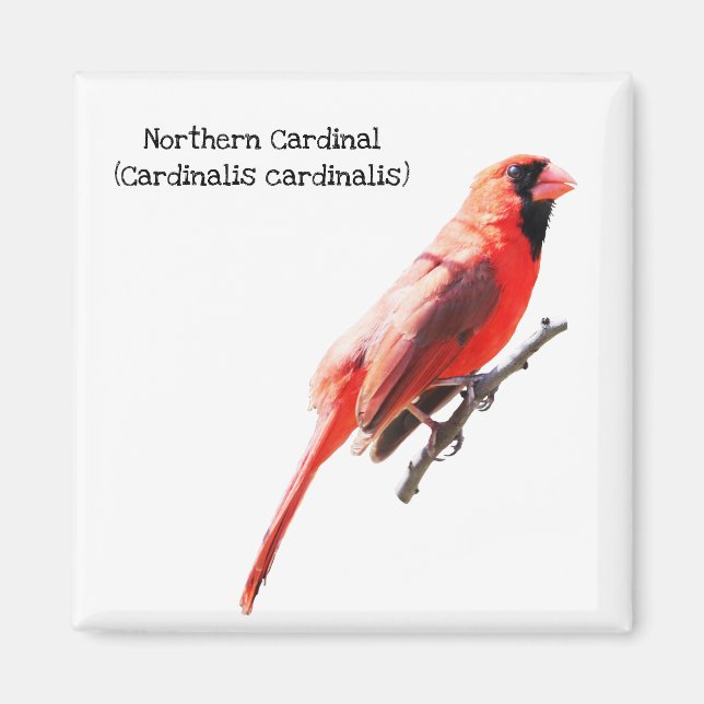 Imã Cardinal do norte (Frente)