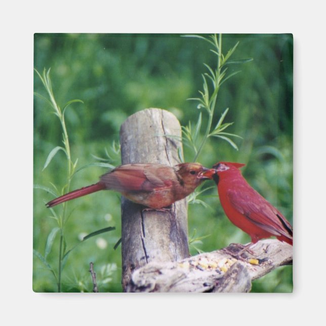 Imã Cardinal do norte (Frente)