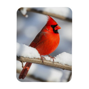 Ímã Cardinal-do-norte