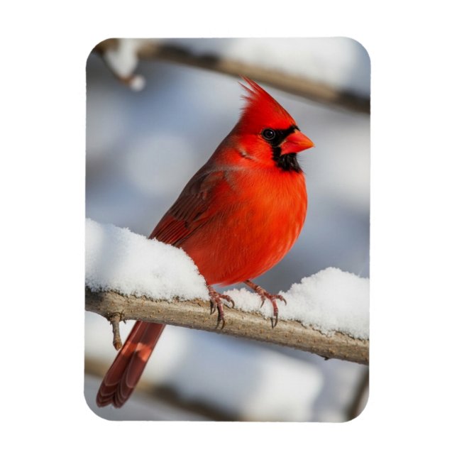Ímã Cardinal-do-norte (Vertical)