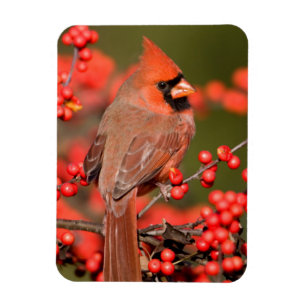 Ímã Cardinal-do-norte em Winterberry Comum