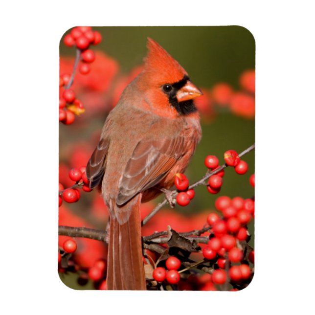 Ímã Cardinal-do-norte em Winterberry Comum (Vertical)