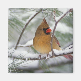 Imã Cardinal-do-norte fêmea em pinheiro coberto de nev