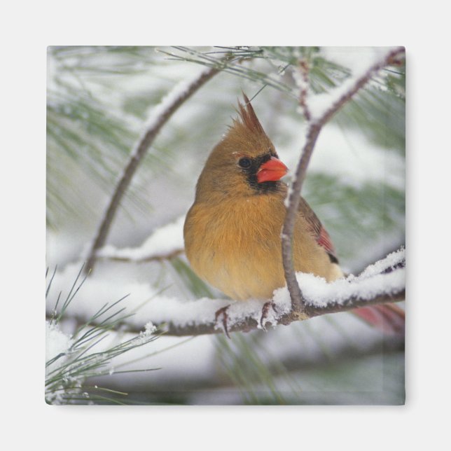 Imã Cardinal-do-norte fêmea em pinheiro coberto de nev (Frente)