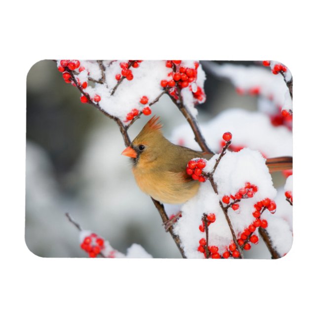 Ímã Cardinal-do-norte fêmea em Winterberry Comum (Horizontal)