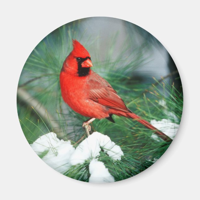 Imã Cardinal-do-norte macho na árvore, IL (Frente)