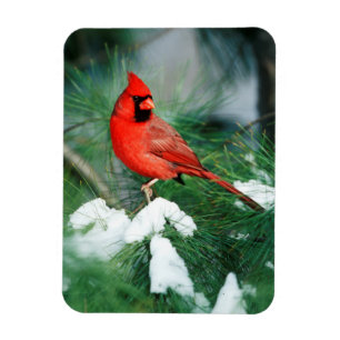 Ímã Cardinal-do-norte macho na árvore, IL