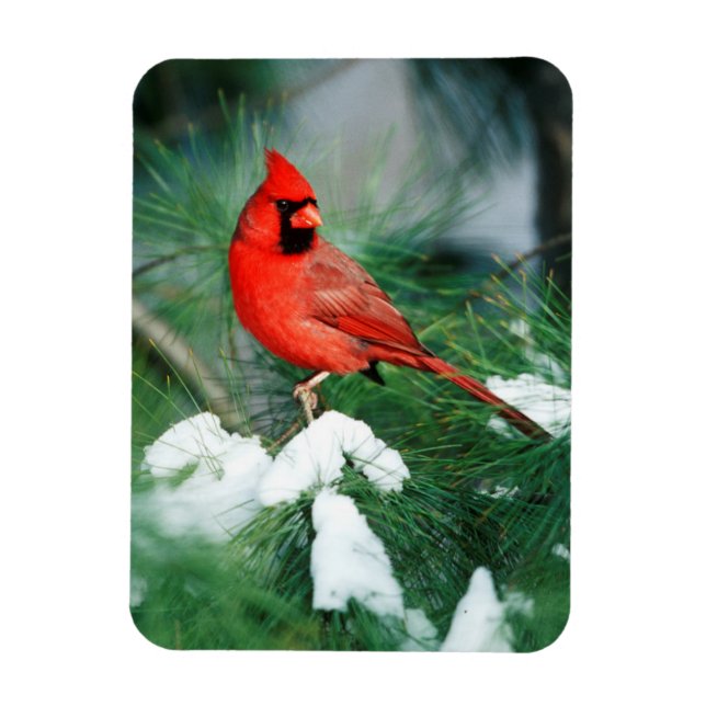 Ímã Cardinal-do-norte macho na árvore, IL (Vertical)