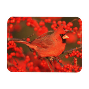 Ímã Cardinal do Norte macho vermelho, IL