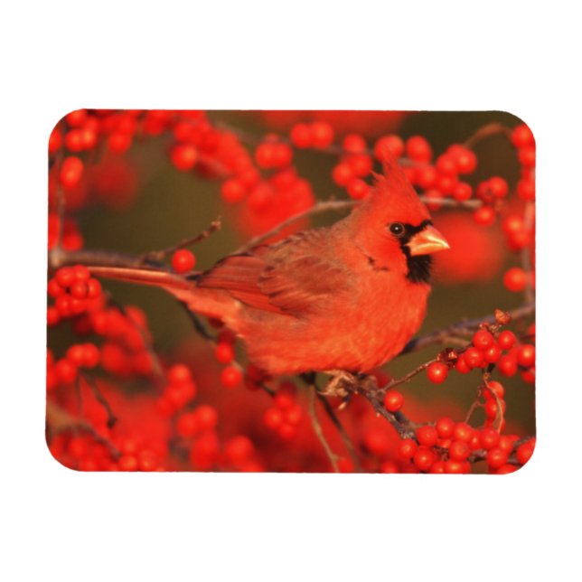 Ímã Cardinal do Norte macho vermelho, IL (Horizontal)
