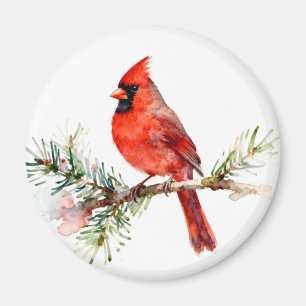 Imã Cardinal em um Ramo de Abeto