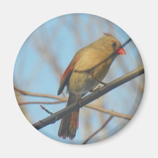 Imã Cardinal feminino/Pássaro (Frente)