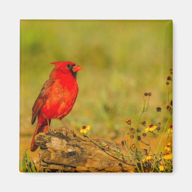 Imã Cardinal macho em tronco (Frente)